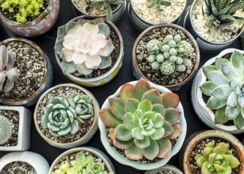 A complete guide: what to look for buying succulents