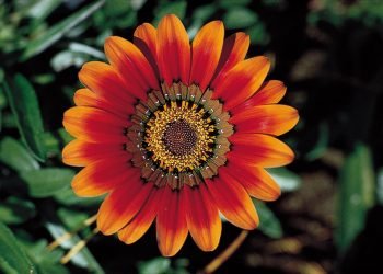 Flowers are the Most Essential Part Of This Universe!!!!