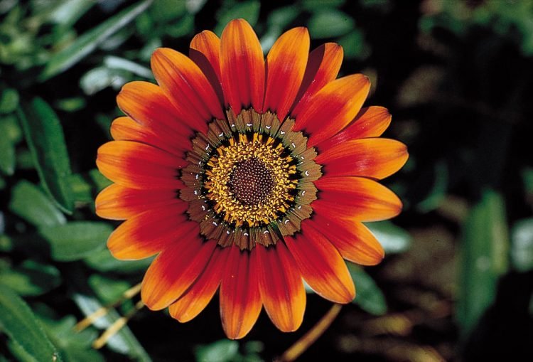 Flowers are the Most Essential Part Of This Universe!!!!