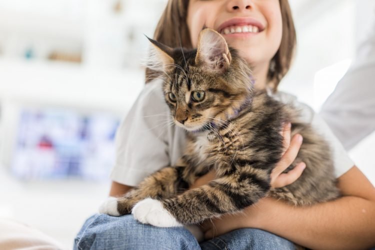 8 Things Every Cat Owner Must Have