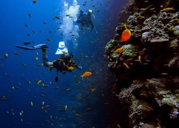 Steps to Planning the Perfect Scuba Diving Trip
