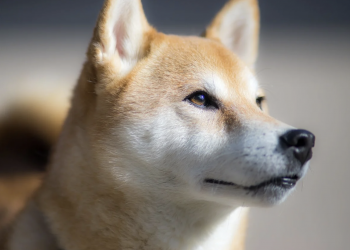 The Dawn Of The Dog Coins: Spotlight On DOGE, SHIB, and More