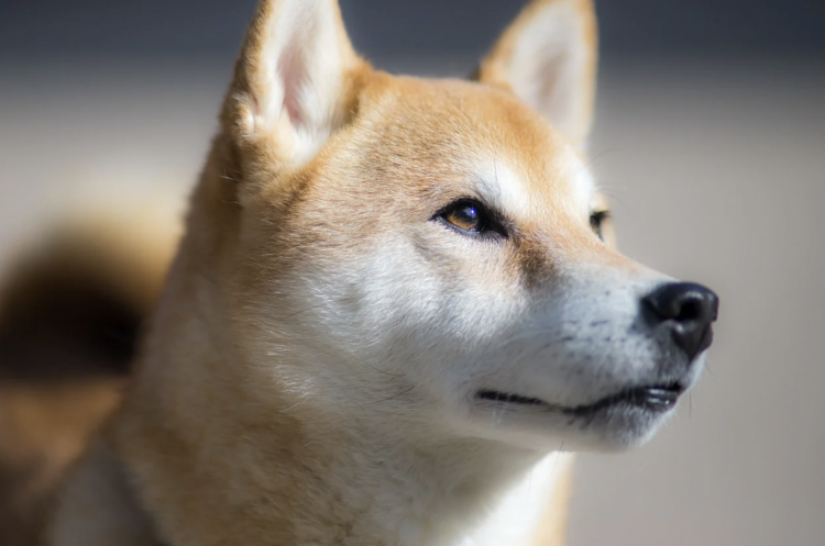 The Dawn Of The Dog Coins: Spotlight On DOGE, SHIB, and More