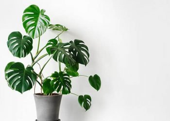 Money Plant Varieties – Your Quick Guide!