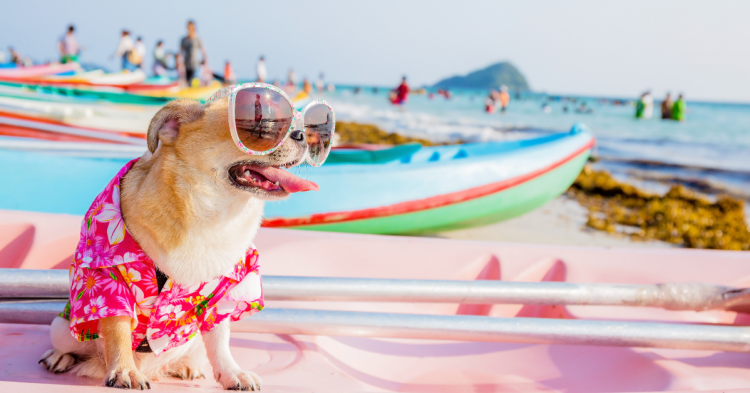 How to Make Your Holiday With Your Pet Memorable?
