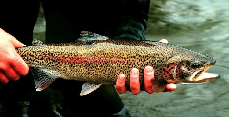 Why you should go for Trout Fishing and how to do that?