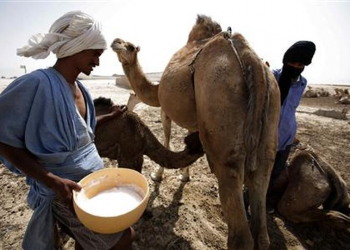 5 Health Benefits of Camel Milk Powder