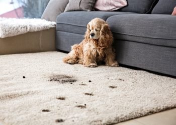 5 Signs You Need Professional Carpet Cleaning&nbsp;