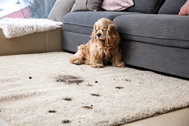 5 Signs You Need Professional Carpet Cleaning&nbsp;