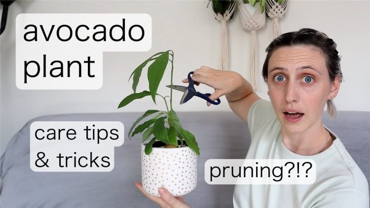 How To Care For Your Avocado Plant