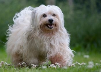 How to Deal with Common Havanese Behavior Issues