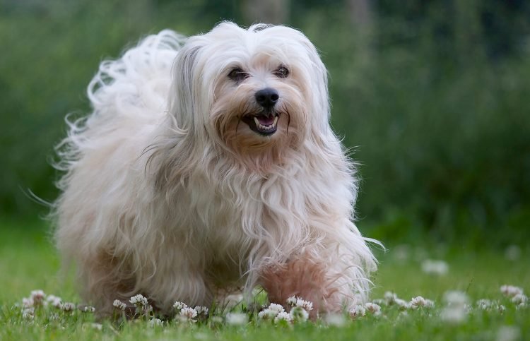 How to Deal with Common Havanese Behavior Issues