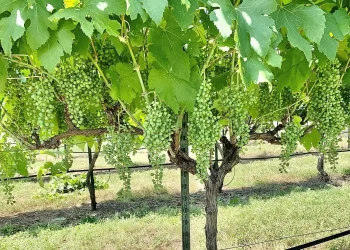 Texas Winemakers Experiment With Less Common Varieties