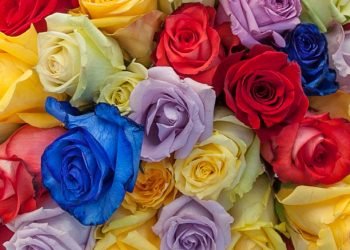 Rose Color Guide – what do all the colors mean?