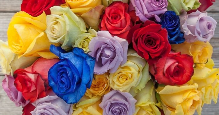 Rose Color Guide – what do all the colors mean?