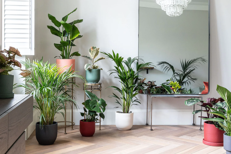 How to Choose the Right Low-Light Indoor Plants for Your Home or Office