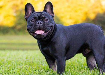 Premium French Bulldog Stud Services for Breeding Excellence