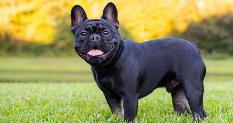 Premium French Bulldog Stud Services for Breeding Excellence