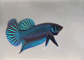 Exquisite Wild Betta Fish Available for Purchase