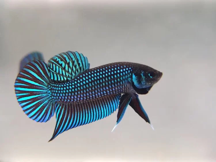 Exquisite Wild Betta Fish Available for Purchase