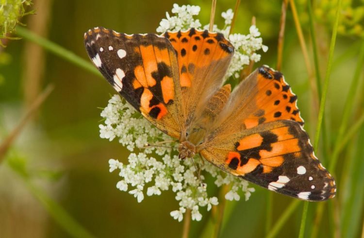 The Benefits of Planting Native: A Closer Look