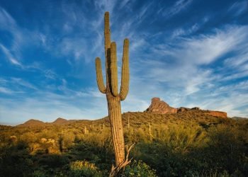 4 Reasons to Move to Arizona for College