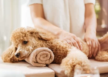 Pet Pampering: Spa Day Ideas with Natural Ingredients