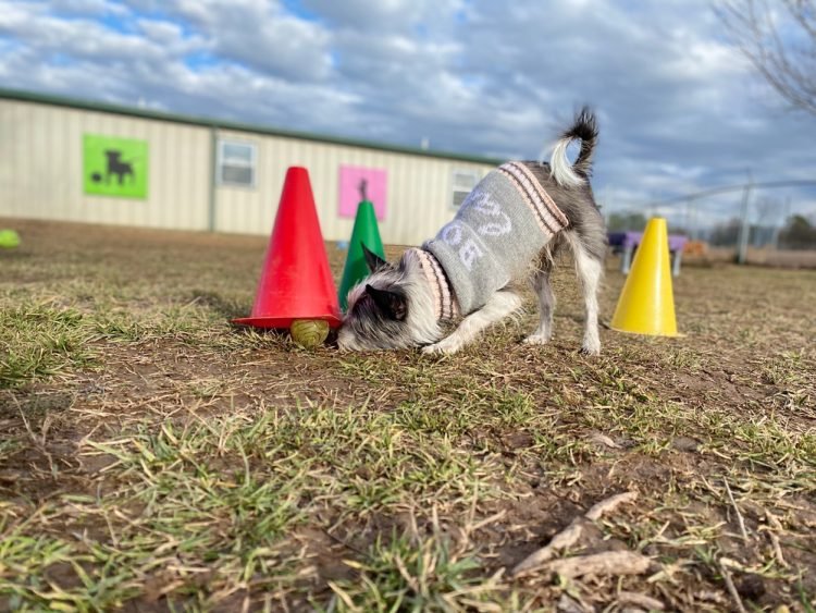Fun and Games: The Importance of Enrichment Activities for Boarding Dogs