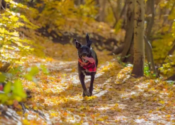 The Best Fall Adventures to Take with Your Dog: Exploring Autumn Safely