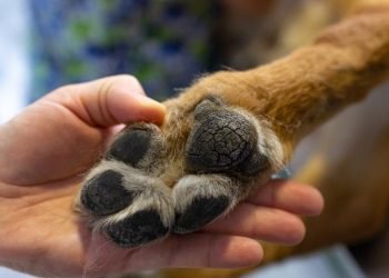 Paw Care Essentials: Natural Remedies for Healthy Paws