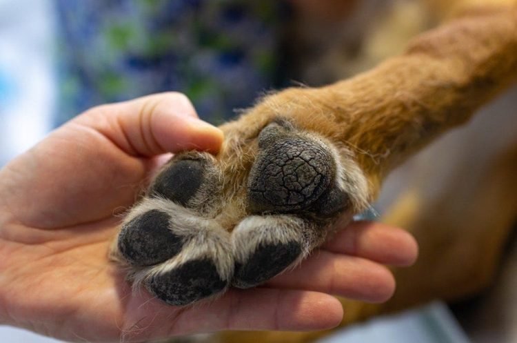 Paw Care Essentials: Natural Remedies for Healthy Paws