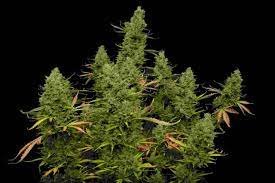 How much can autoflower strains yield?