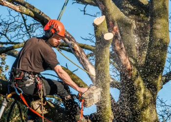 Trimming Dos and Don’ts: Best Practices for Tree Care