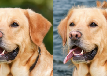 Transforming Images with Ease: My Experience Using Background Remover