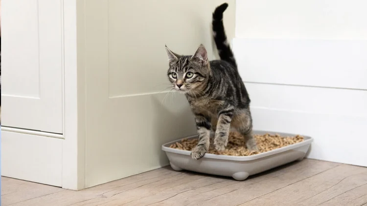 Litter Box Training For Cats: A Guide