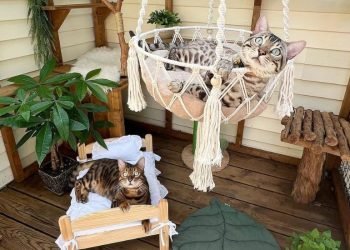 Cat-Approved Outdoor Living: Building the Ultimate Catio Experience