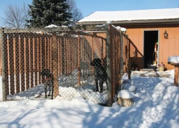 From Concept to Construction: Building a Dog Kennel That Stands Out