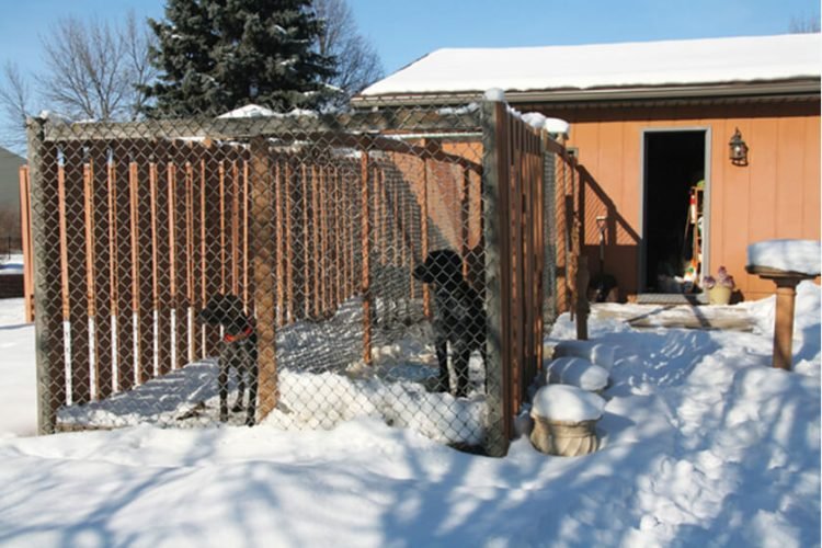 From Concept to Construction: Building a Dog Kennel That Stands Out