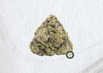 From Citrus Bliss to Wellness: Lemon Gelato Strain’s Surprising Health Benefits!