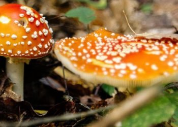 How Amanita Mushroom Gummies Can Enhance Your Wellness Routine