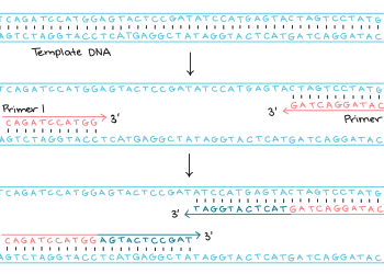 Primers in PCR: What are They and What Role Do They Play?