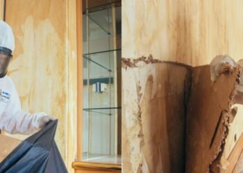 Unveiling Mold Remediation: A Vital Guide to Safeguarding Your Home