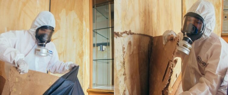 Unveiling Mold Remediation: A Vital Guide to Safeguarding Your Home