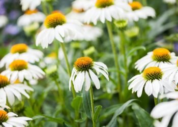 Transform Your Garden: Vibrant Flowering Shade Perennials to Revitalize Spaces