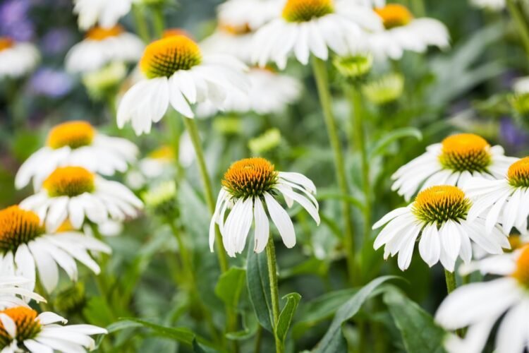Transform Your Garden: Vibrant Flowering Shade Perennials to Revitalize Spaces
