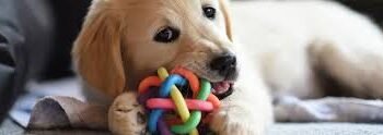 The Role of Mental Stimulation in Pet Well-being: Toys and Activities