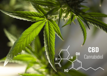 The Benefits of Using CBD Capsules 25mg for Daily Wellness