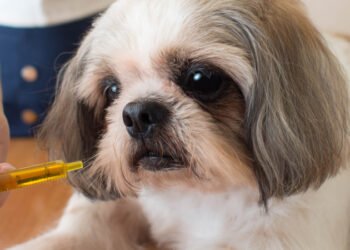 6 Reasons to Have a Customized Meal Plan for Your Pet