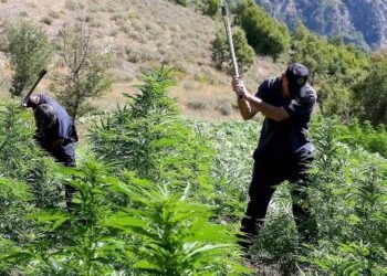 How Hamilton is Pioneering Innovations in Cannabis Delivery Services