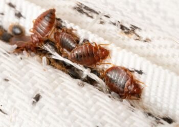 Heat Treatment as the Ultimate Solution for Bed Bug Infestations This Winter